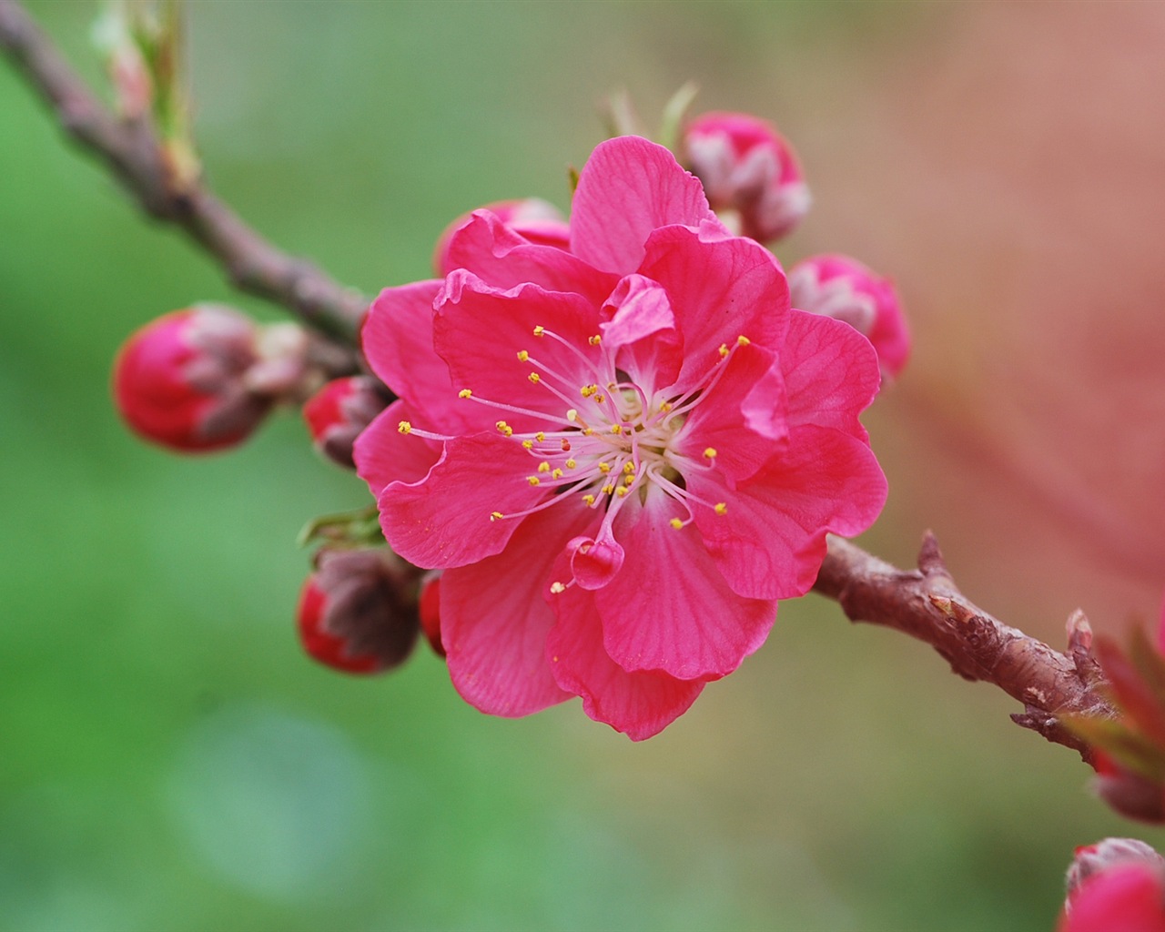 Розовый персик цветы обои #10 - 1280x1024