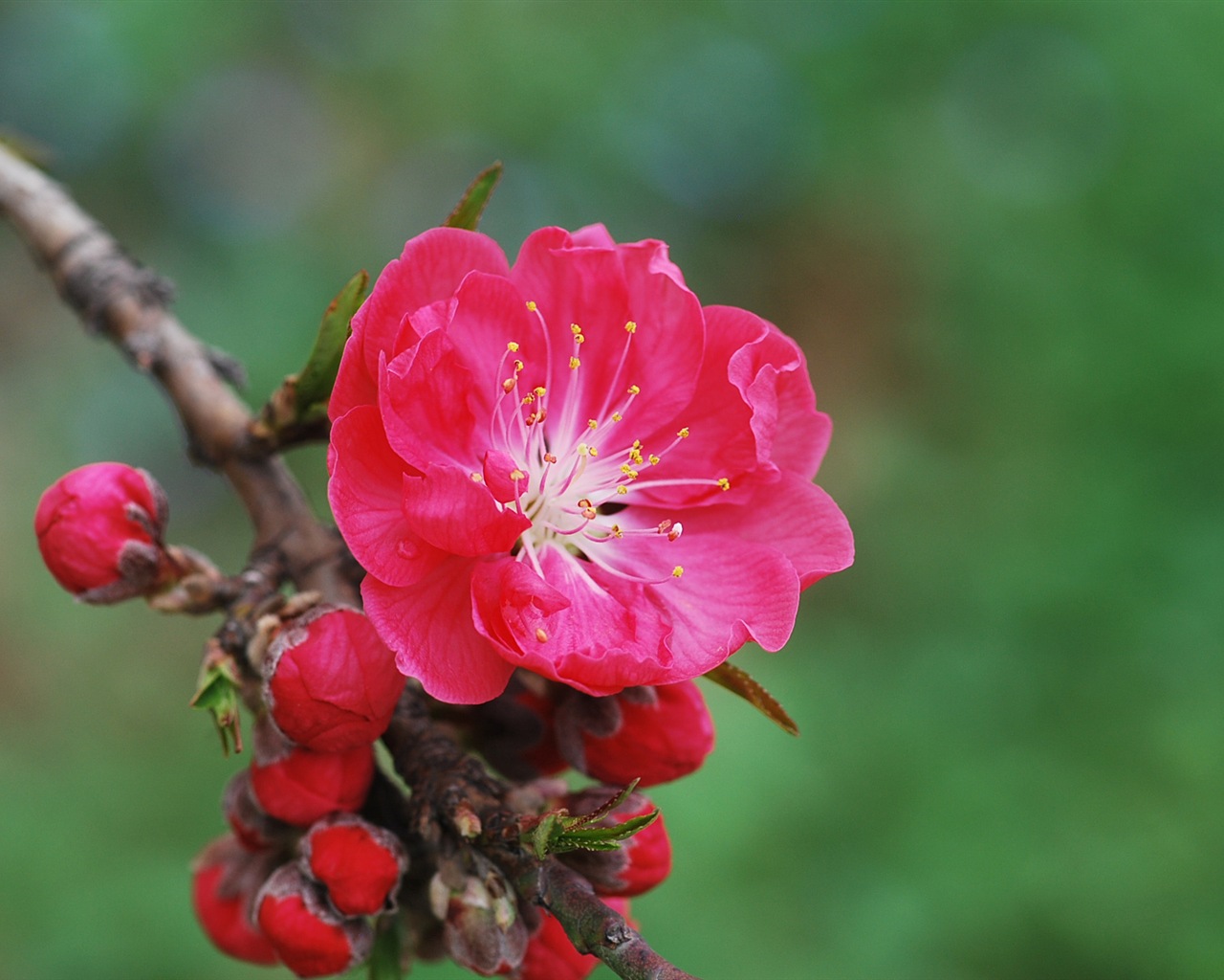 Розовый персик цветы обои #11 - 1280x1024