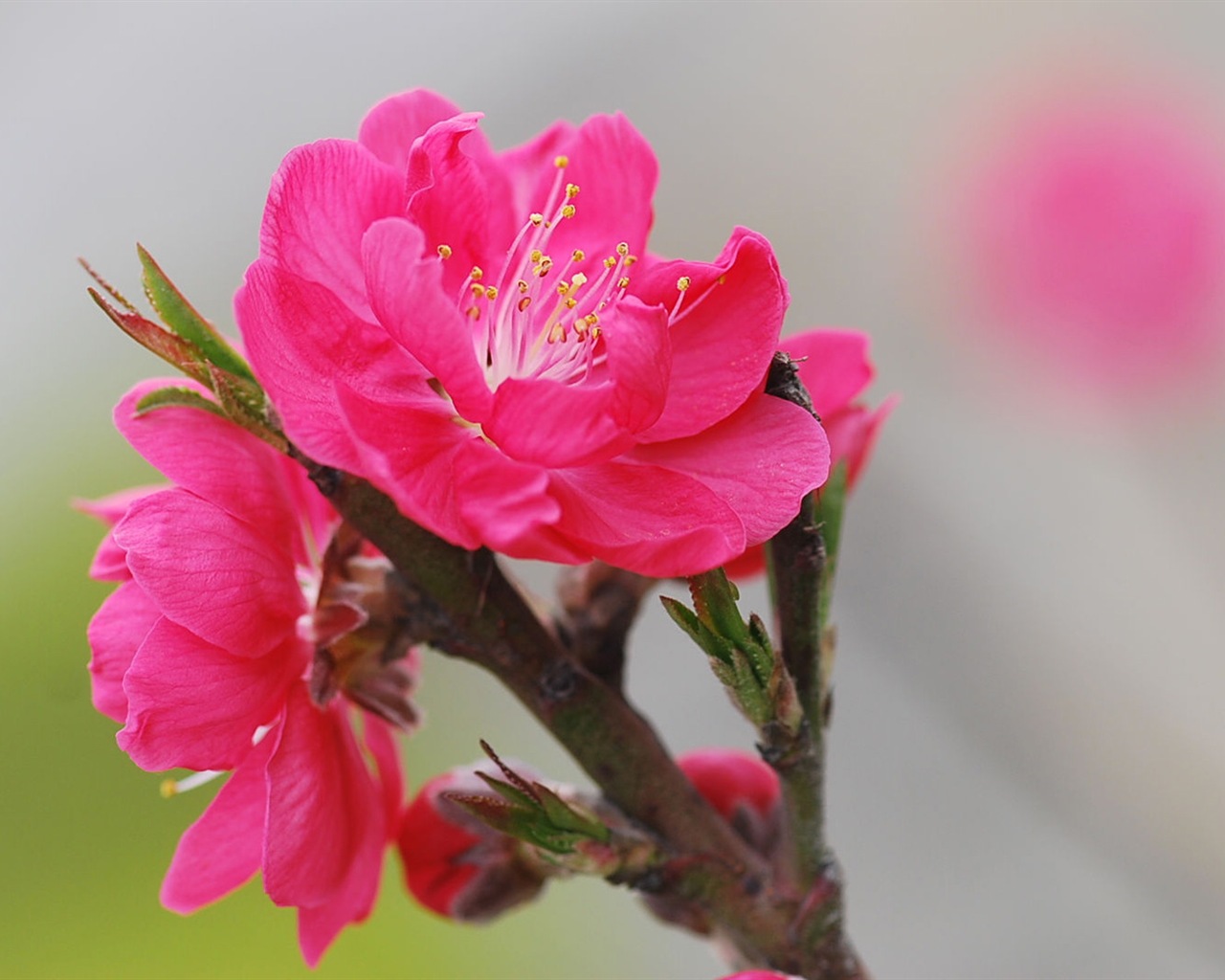 Розовый персик цветы обои #12 - 1280x1024