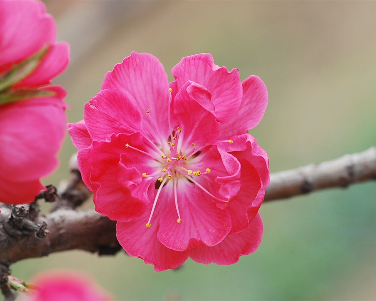 Розовый персик цветы обои #13 - 1280x1024