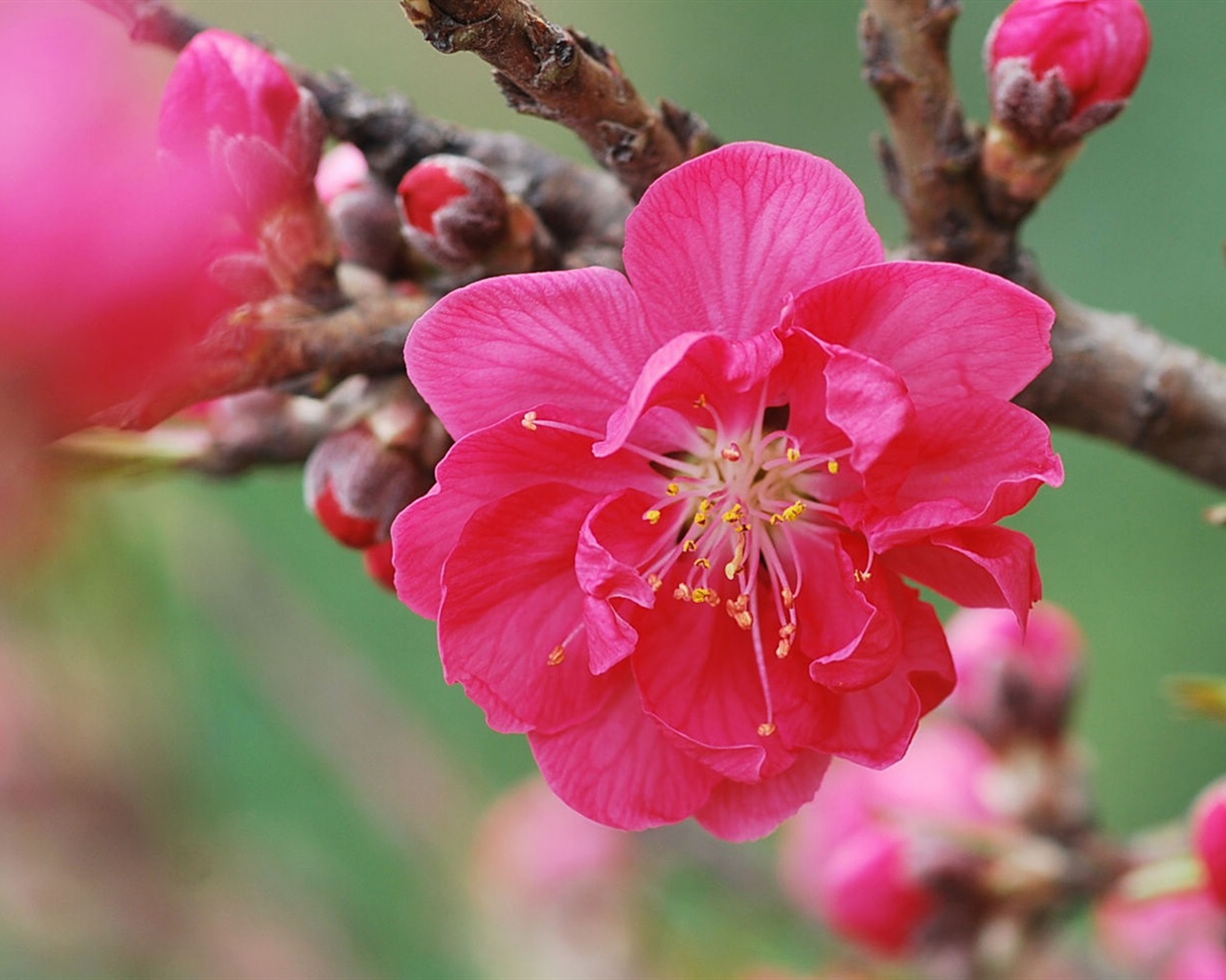 Розовый персик цветы обои #14 - 1280x1024