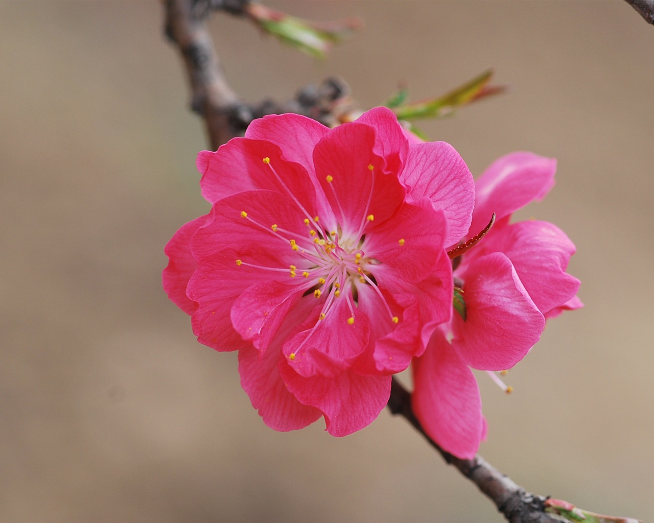 Розовый персик цветы обои #15 - 1280x1024
