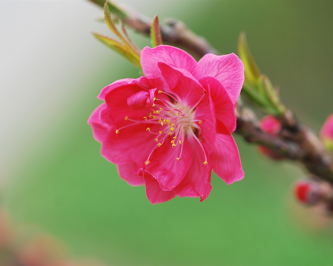 Розовый персик цветы обои #16 - 1280x1024