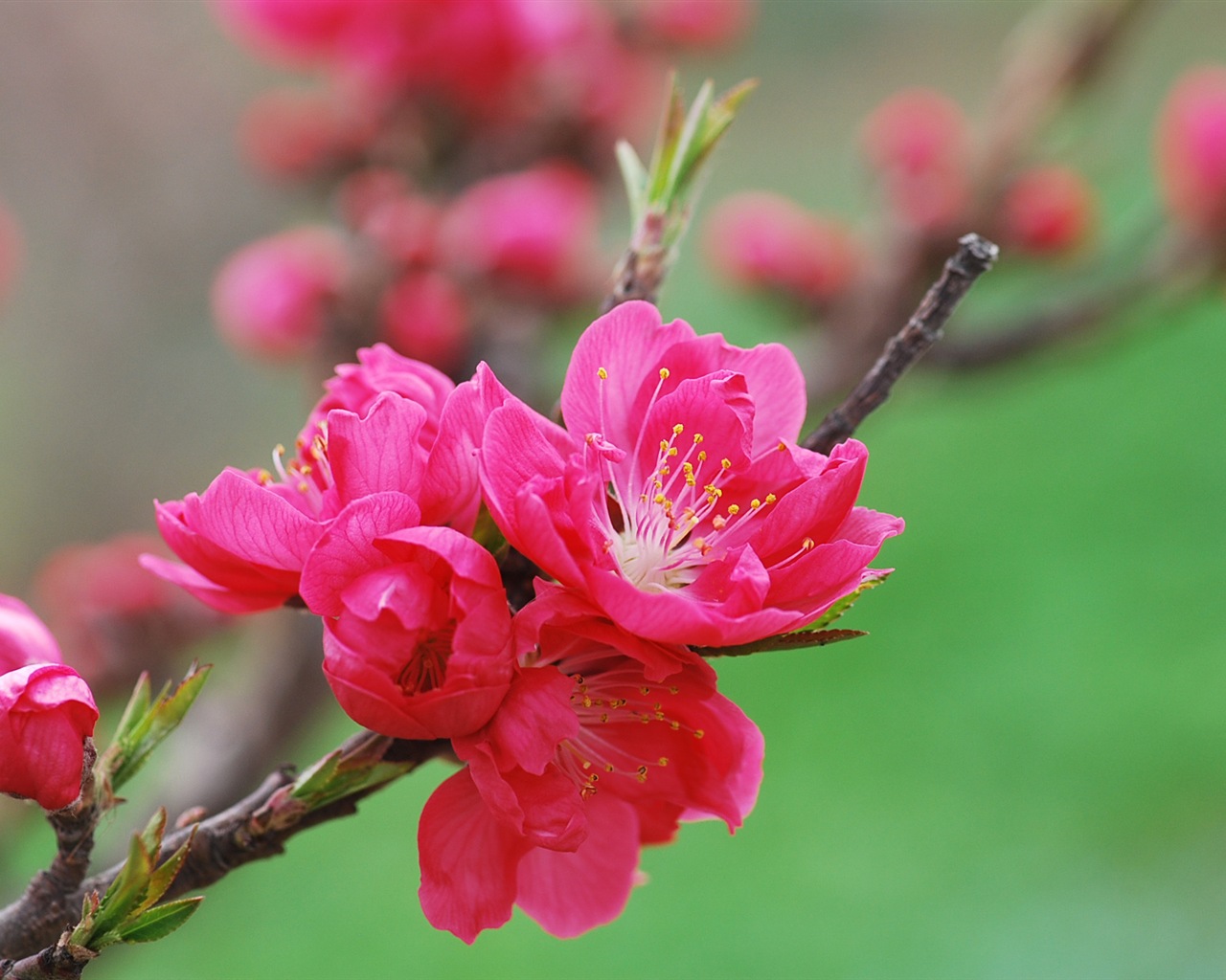 Розовый персик цветы обои #18 - 1280x1024