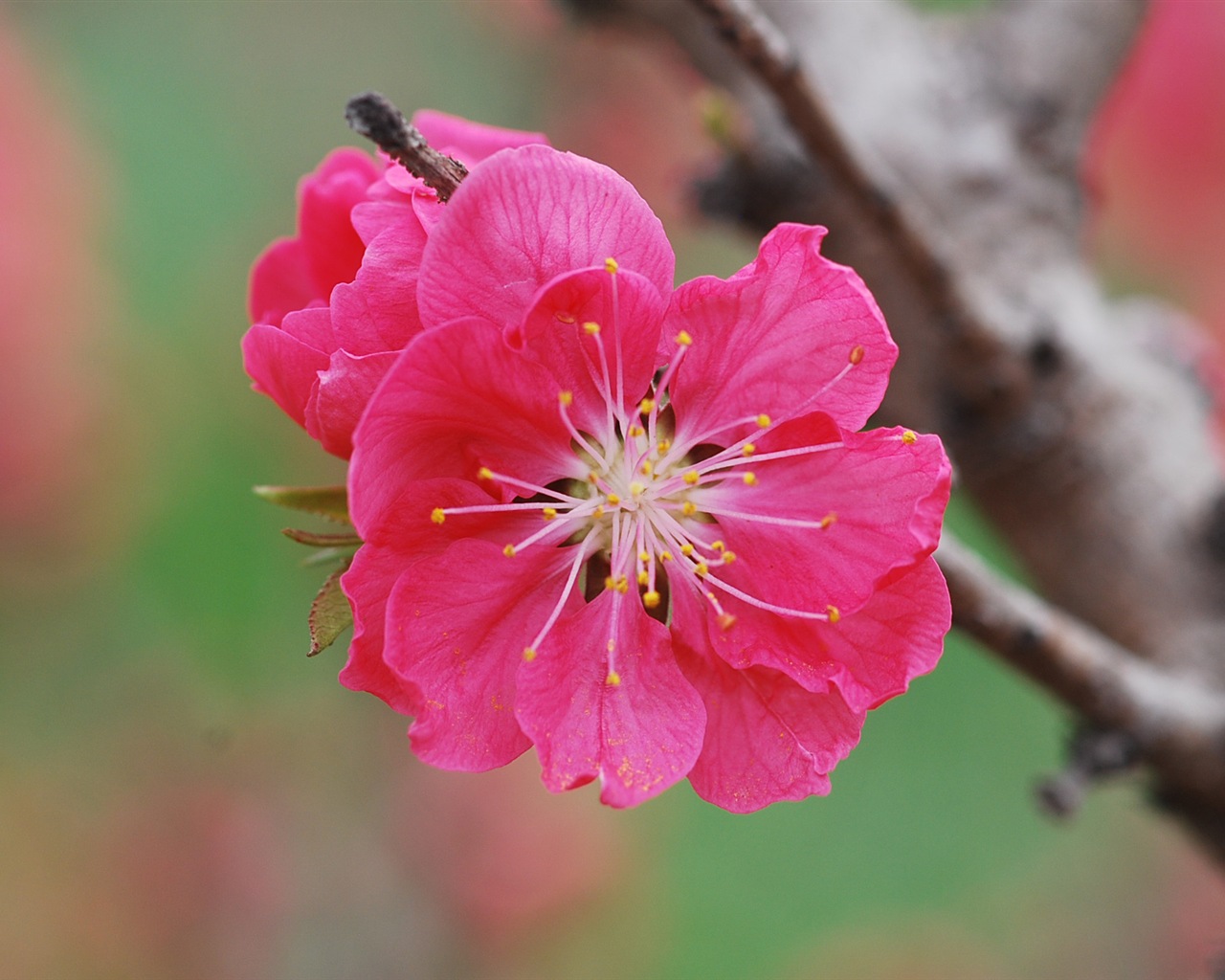 Розовый персик цветы обои #19 - 1280x1024
