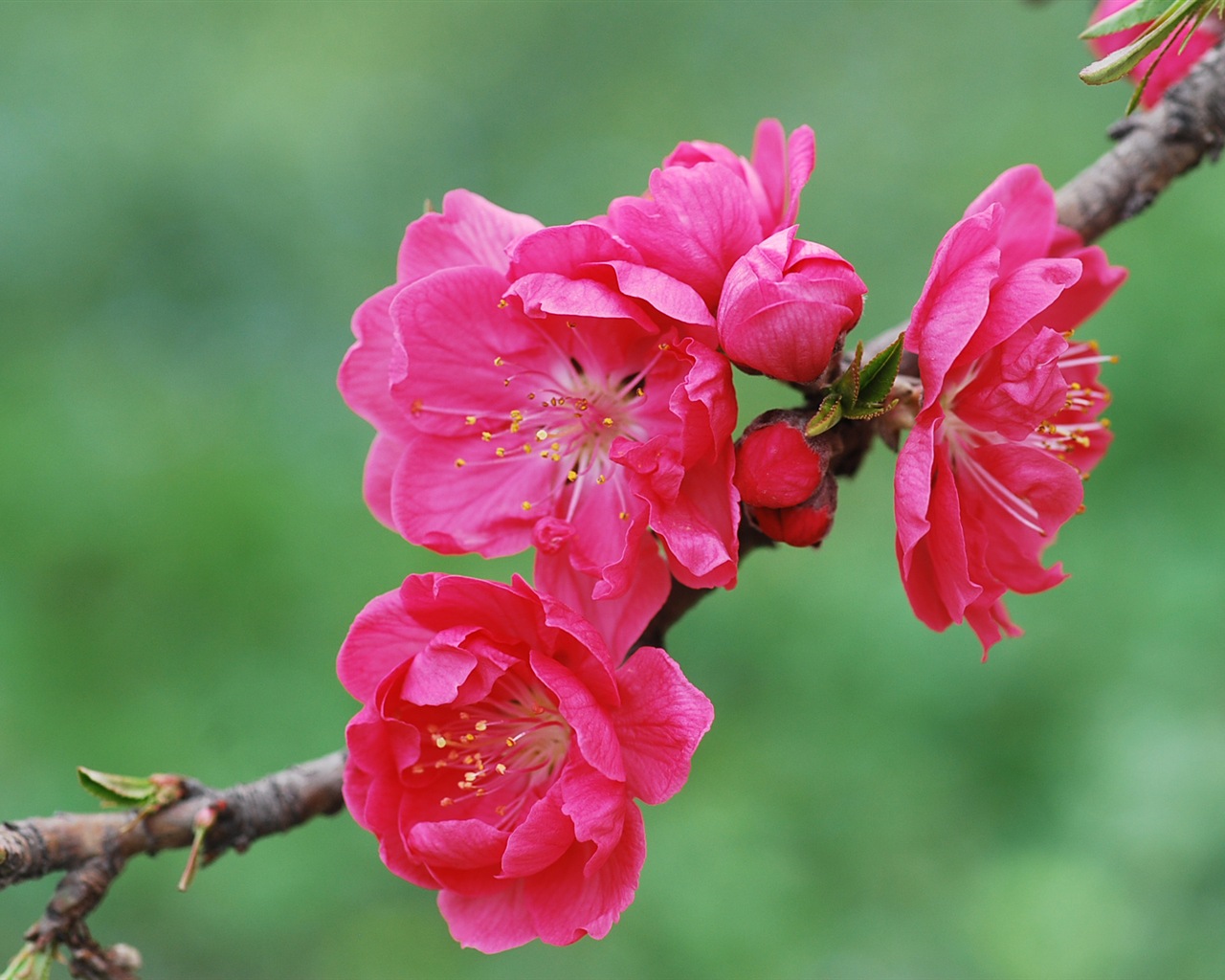 Розовый персик цветы обои #20 - 1280x1024