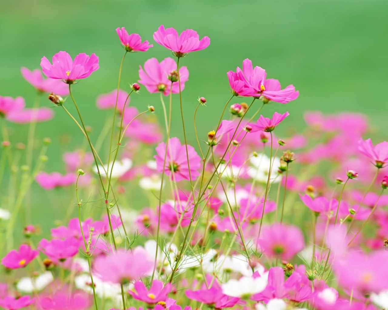 헷갈리는 아름다운 꽃의 HD 벽지 #15 - 1280x1024