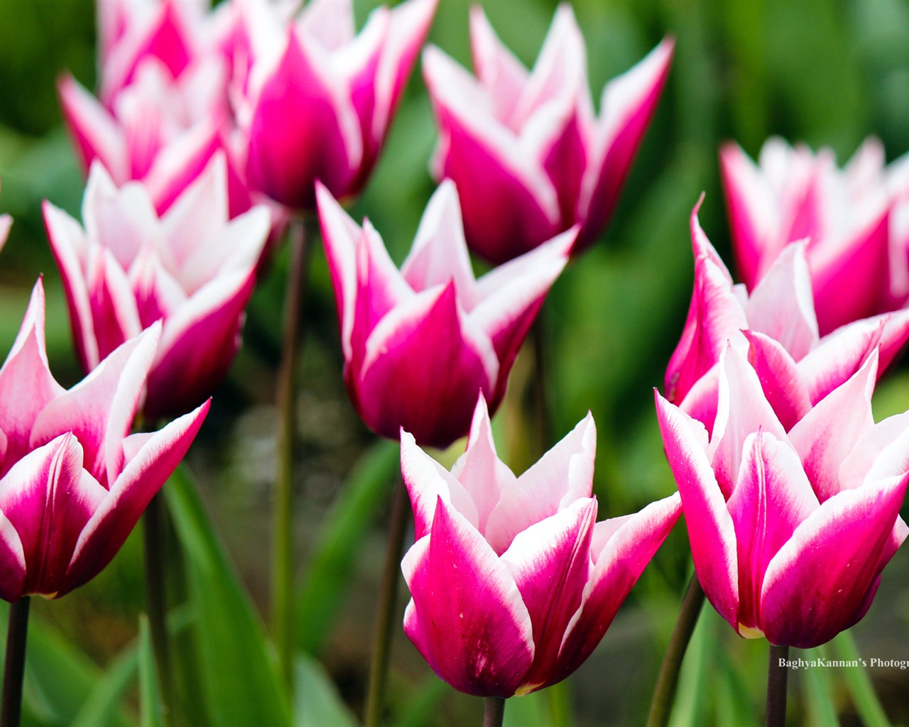 아름다운 튤립 꽃, 윈도우 8 테마의 HD 배경 화면 #1 - 1280x1024