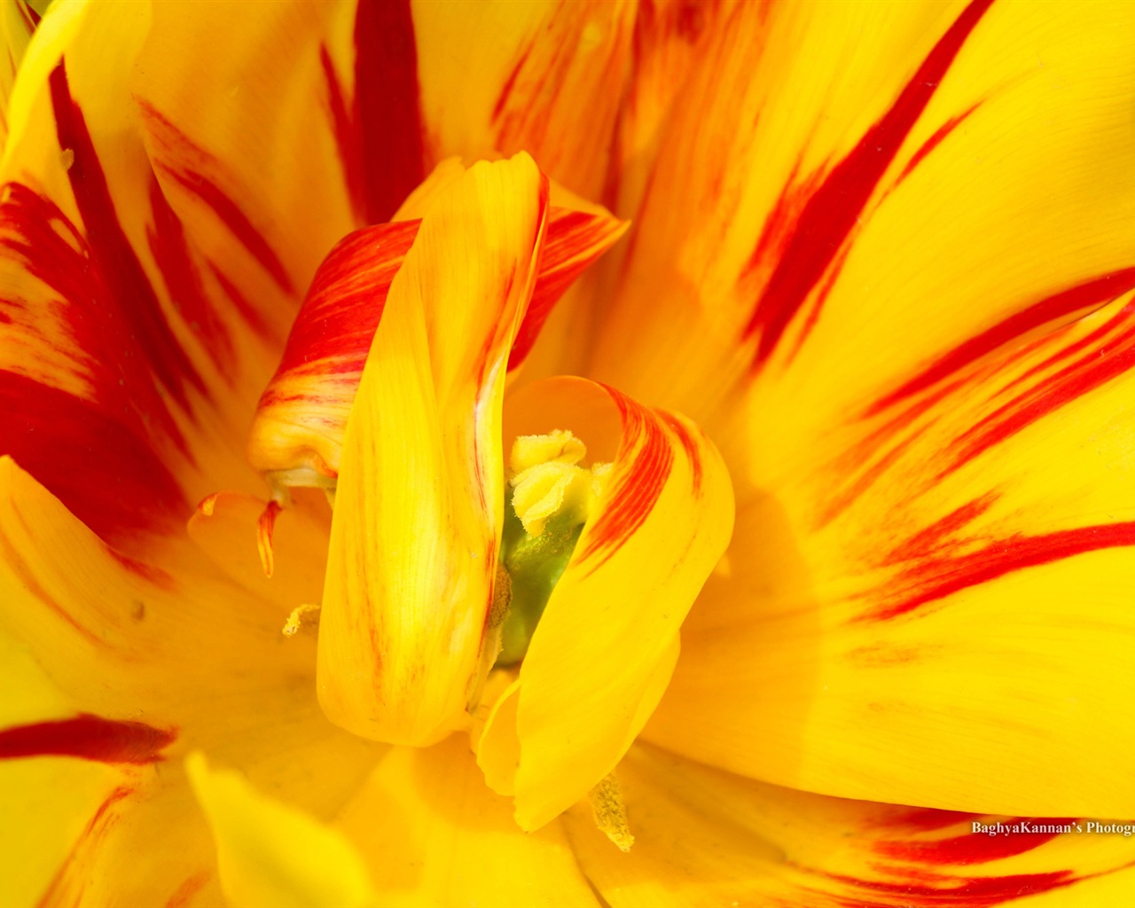아름다운 튤립 꽃, 윈도우 8 테마의 HD 배경 화면 #2 - 1280x1024