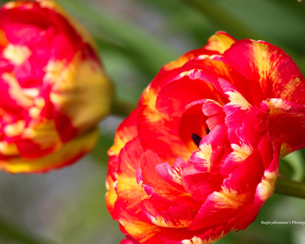 美丽的郁金香花，Windows 8 主题高清壁纸3 - 1280x1024