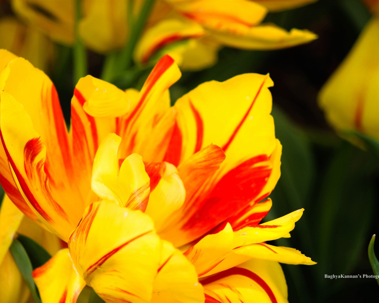 아름다운 튤립 꽃, 윈도우 8 테마의 HD 배경 화면 #4 - 1280x1024