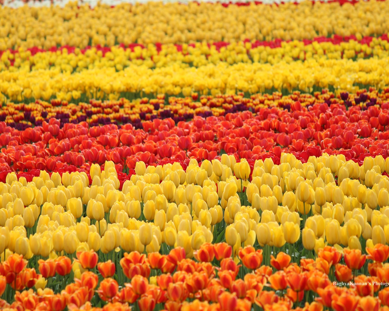 아름다운 튤립 꽃, 윈도우 8 테마의 HD 배경 화면 #5 - 1280x1024