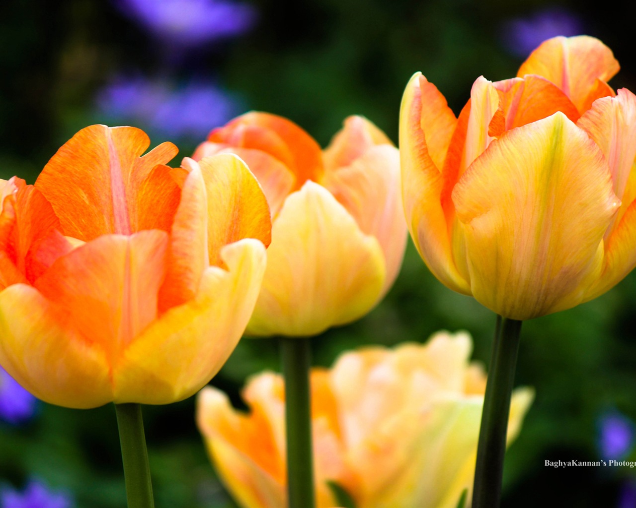 아름다운 튤립 꽃, 윈도우 8 테마의 HD 배경 화면 #6 - 1280x1024