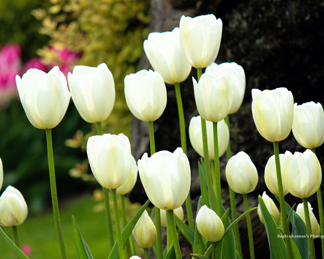 Beautiful tulip flowers, Windows 8 theme HD wallpapers #7 - 1280x1024