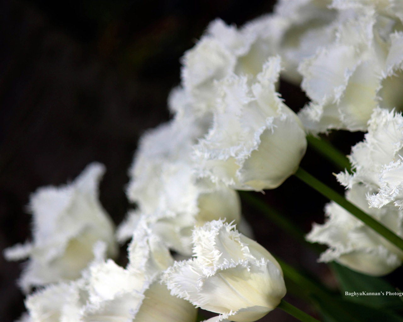 Krásné květy tulipánů, Windows 8 téma HD Tapety na plochu #8 - 1280x1024
