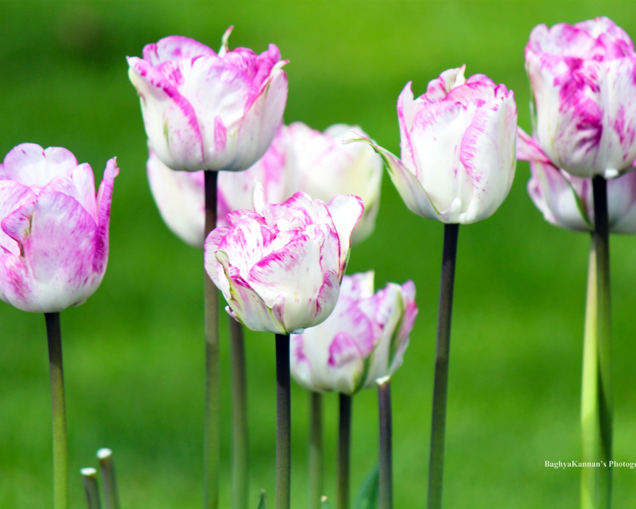 아름다운 튤립 꽃, 윈도우 8 테마의 HD 배경 화면 #9 - 1280x1024