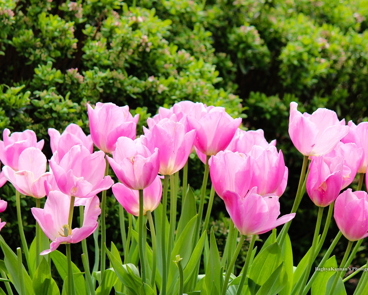 Belles fleurs de tulipes, de Windows 8 fonds d'écran HD à thème #10 - 1280x1024