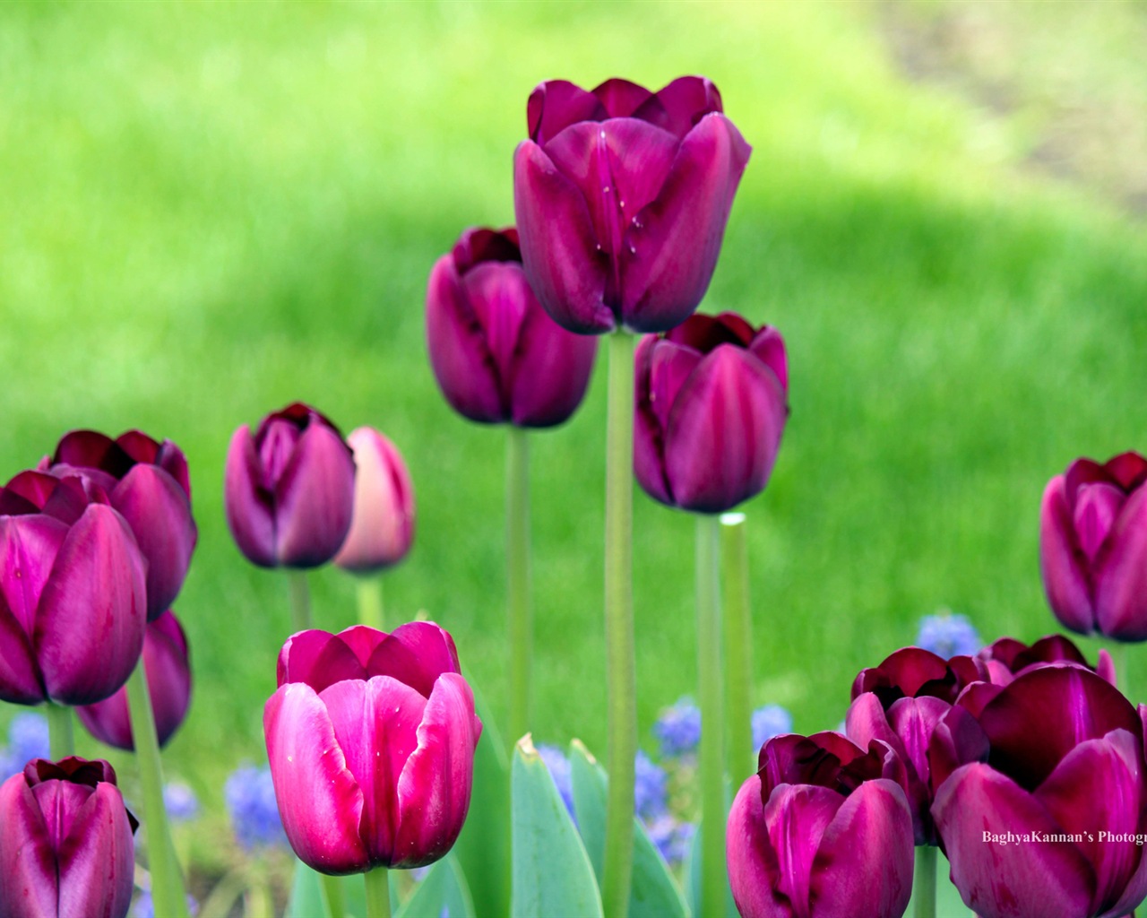 Krásné květy tulipánů, Windows 8 téma HD Tapety na plochu #12 - 1280x1024