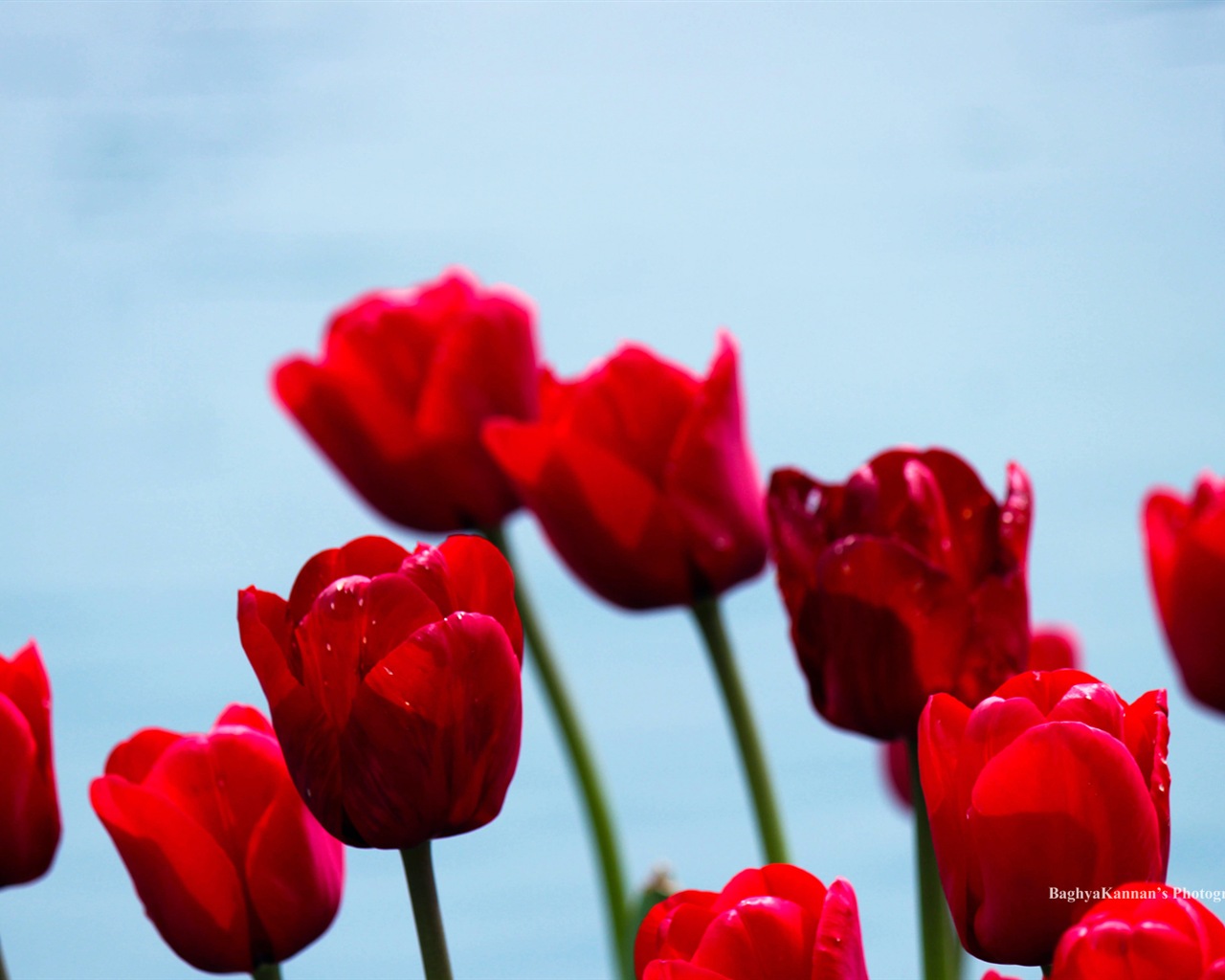 Krásné květy tulipánů, Windows 8 téma HD Tapety na plochu #13 - 1280x1024