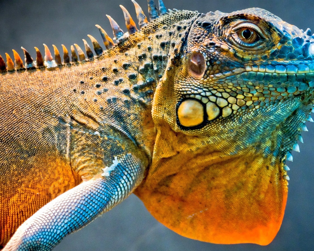 Animales colorido fondos de pantalla de alta definición camaleón #1 - 1280x1024