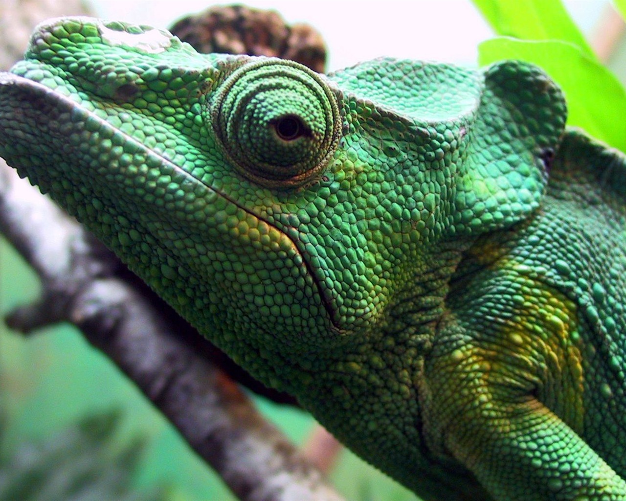 Animales colorido fondos de pantalla de alta definición camaleón #3 - 1280x1024