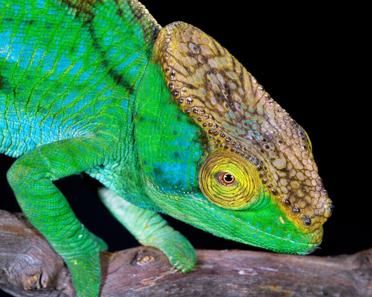 Animales colorido fondos de pantalla de alta definición camaleón #4 - 1280x1024