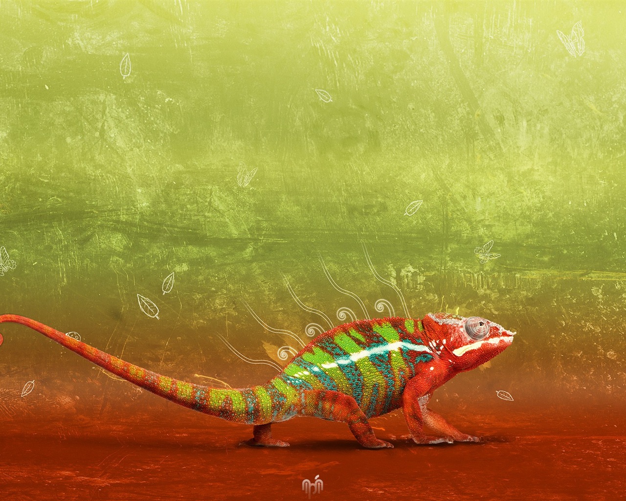 Animales colorido fondos de pantalla de alta definición camaleón #5 - 1280x1024