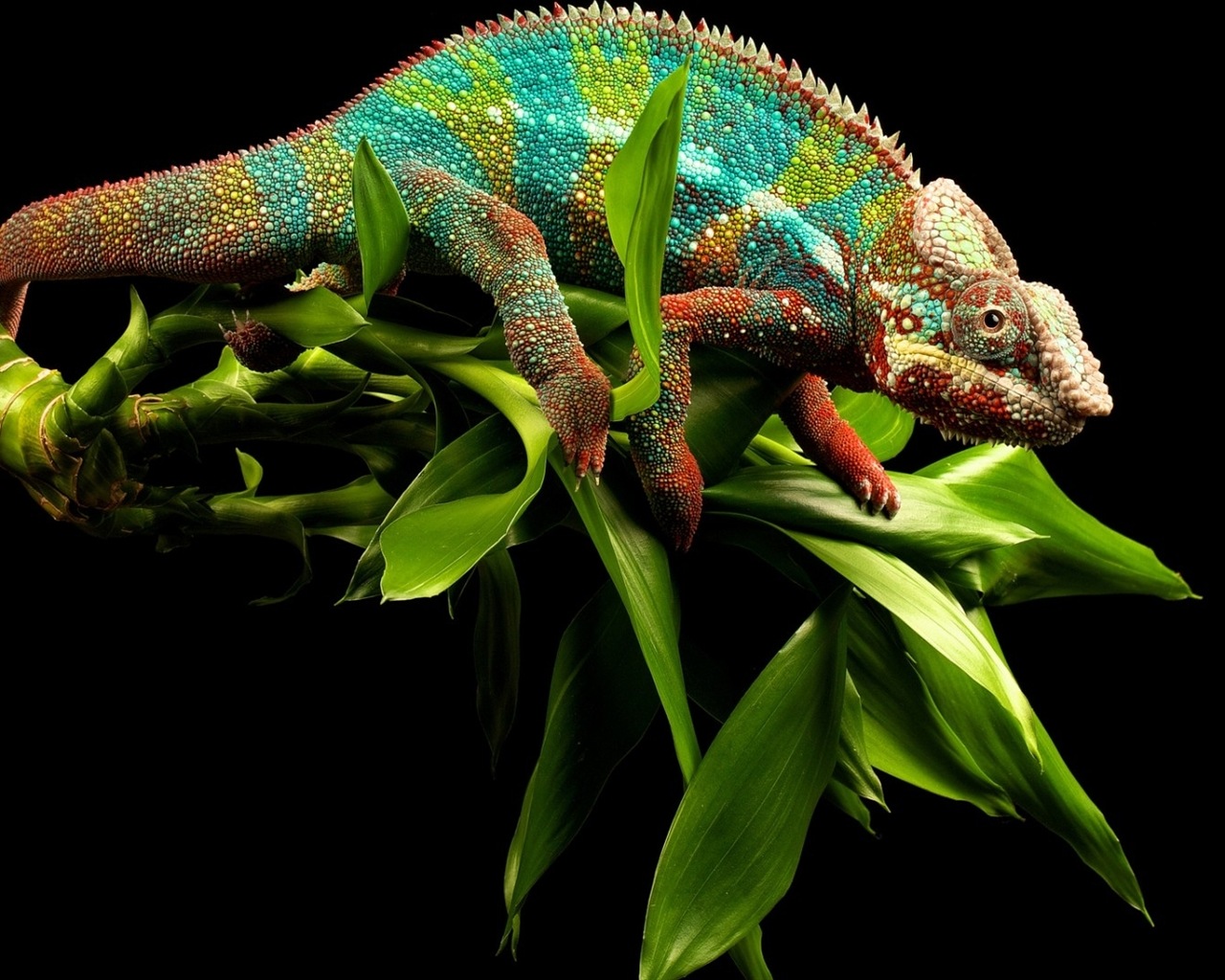Animales colorido fondos de pantalla de alta definición camaleón #6 - 1280x1024
