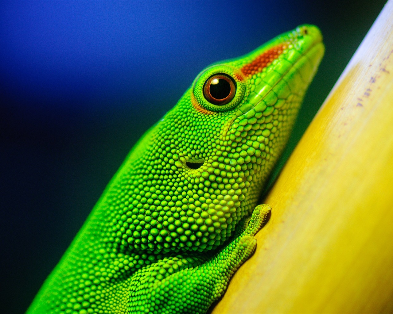 Animales colorido fondos de pantalla de alta definición camaleón #7 - 1280x1024