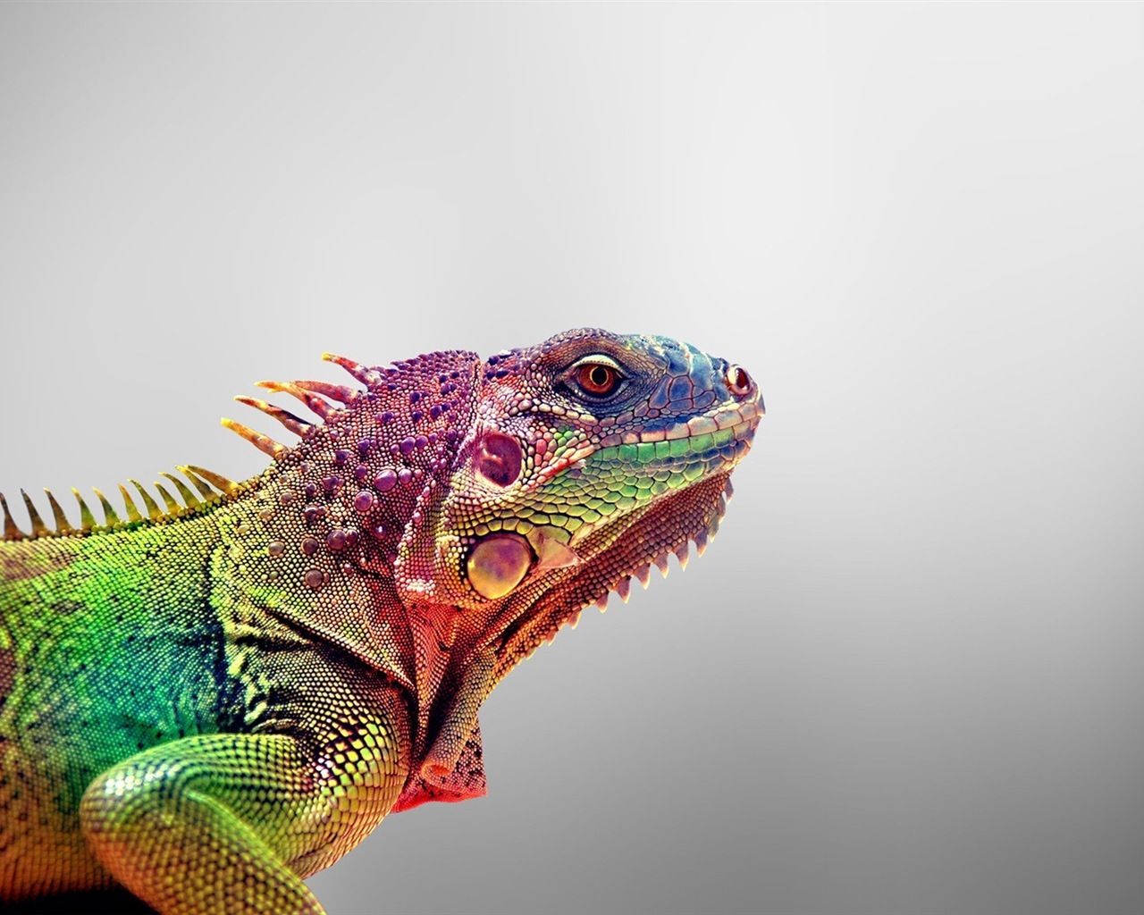 Animales colorido fondos de pantalla de alta definición camaleón #8 - 1280x1024