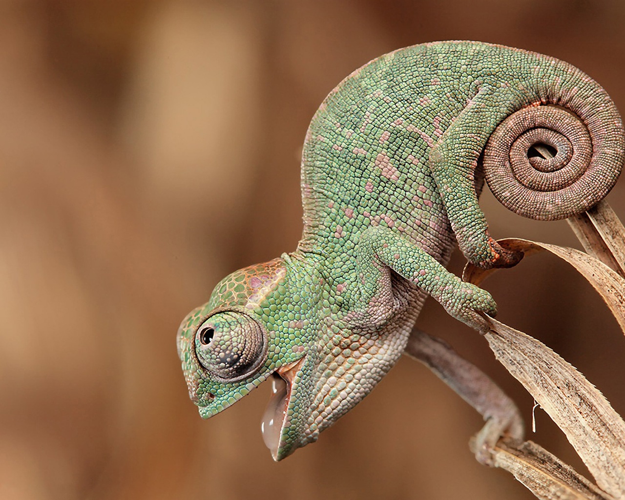 Animales colorido fondos de pantalla de alta definición camaleón #10 - 1280x1024