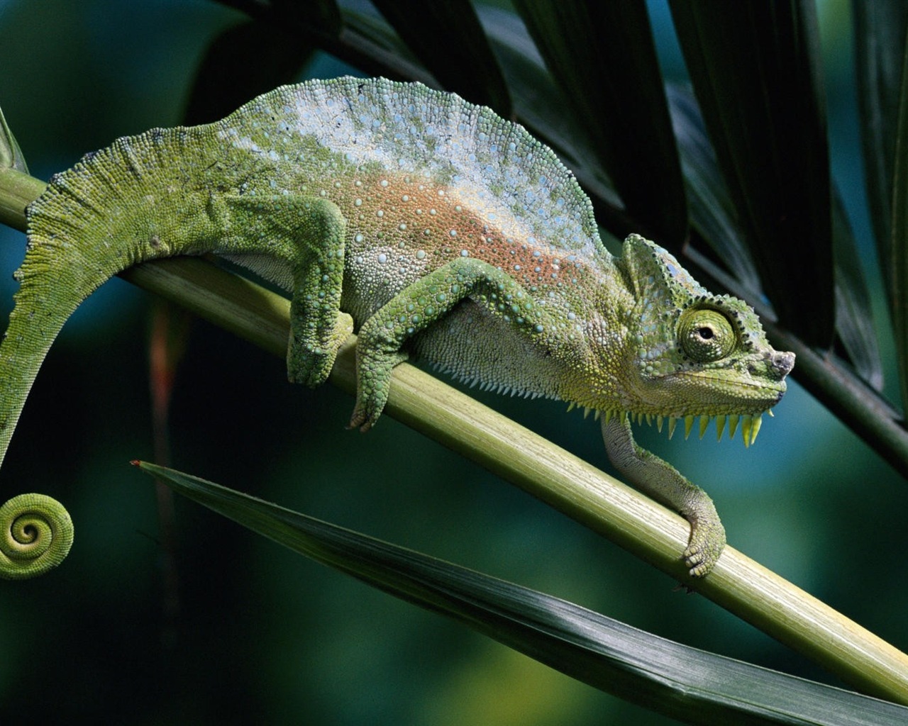 Animales colorido fondos de pantalla de alta definición camaleón #11 - 1280x1024