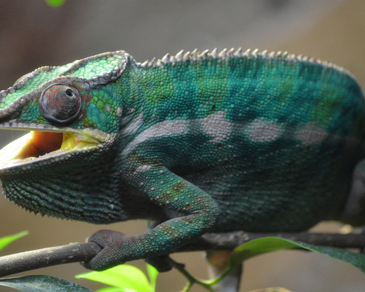 Animales colorido fondos de pantalla de alta definición camaleón #13 - 1280x1024