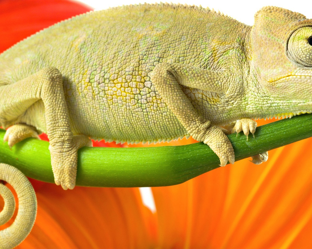 Animales colorido fondos de pantalla de alta definición camaleón #15 - 1280x1024