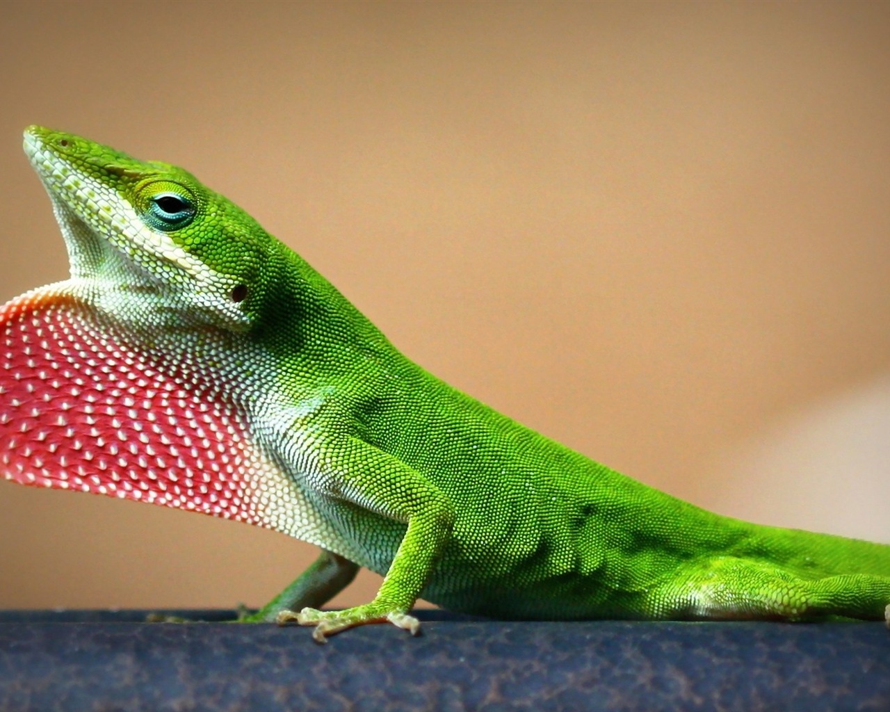 Animales colorido fondos de pantalla de alta definición camaleón #16 - 1280x1024