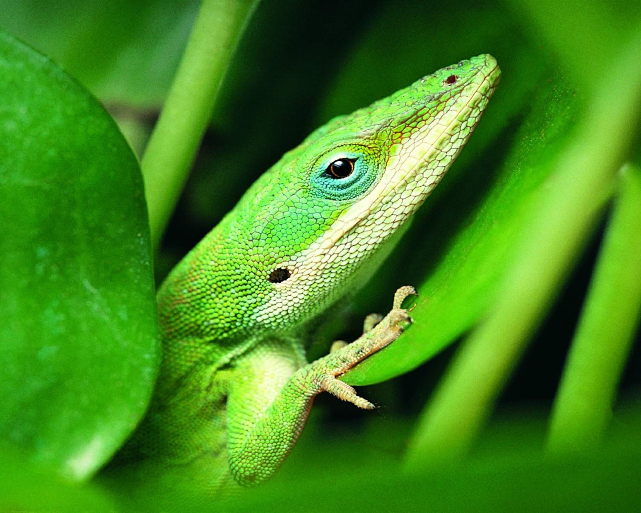 Animales colorido fondos de pantalla de alta definición camaleón #17 - 1280x1024