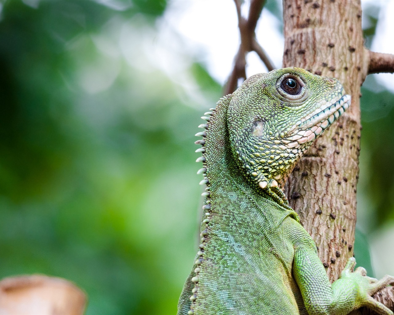 Animales colorido fondos de pantalla de alta definición camaleón #18 - 1280x1024