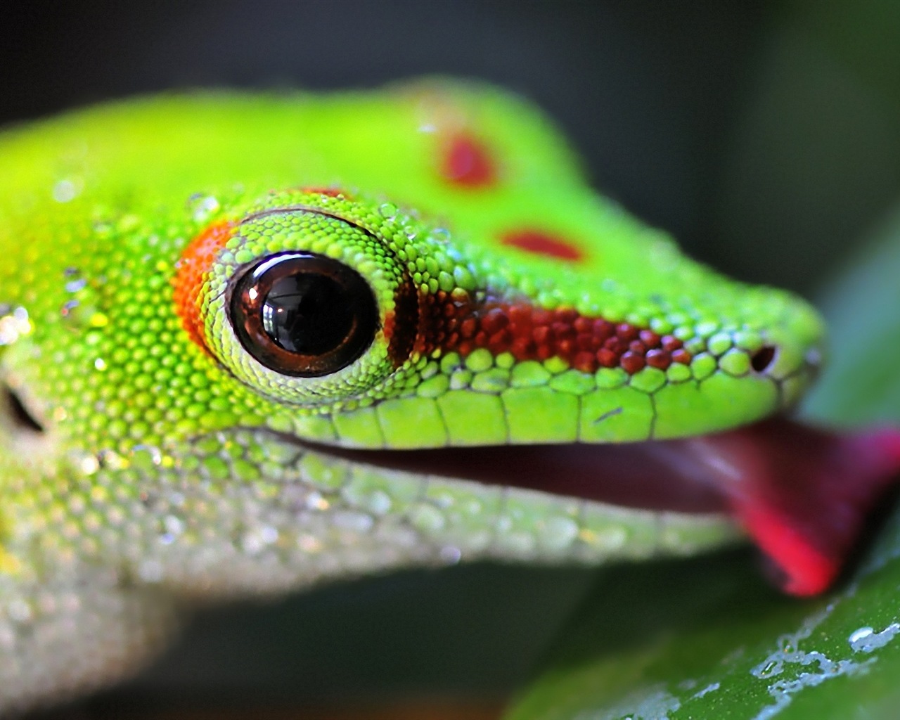 Animales colorido fondos de pantalla de alta definición camaleón #19 - 1280x1024