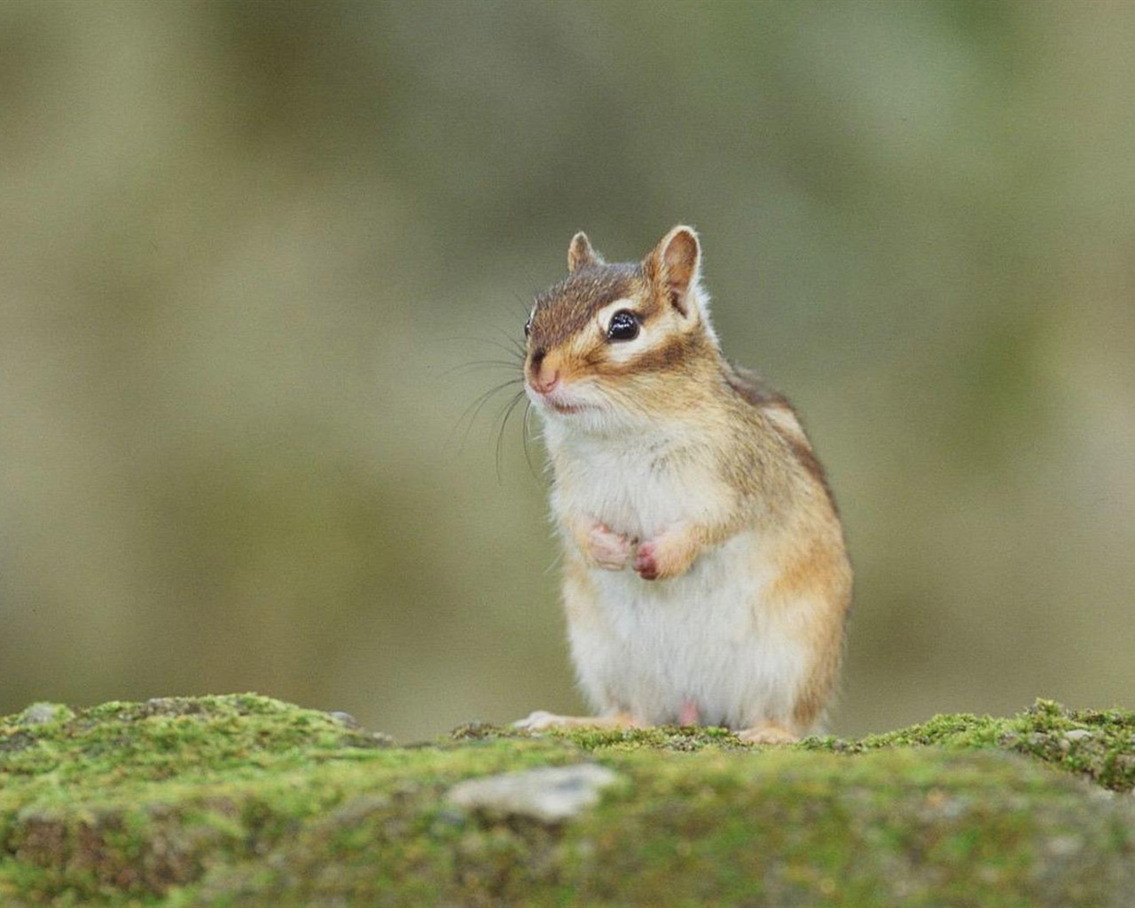 동물 근접 촬영, 귀여운 다람쥐 HD 배경 화면 #19 - 1280x1024