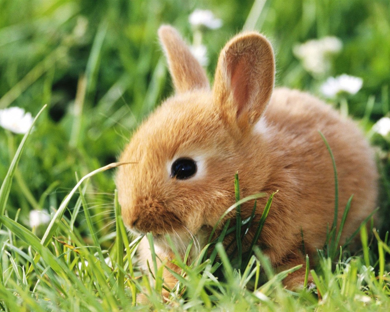 毛茸茸的動物，可愛的兔子 高清壁紙 #1 - 1280x1024
