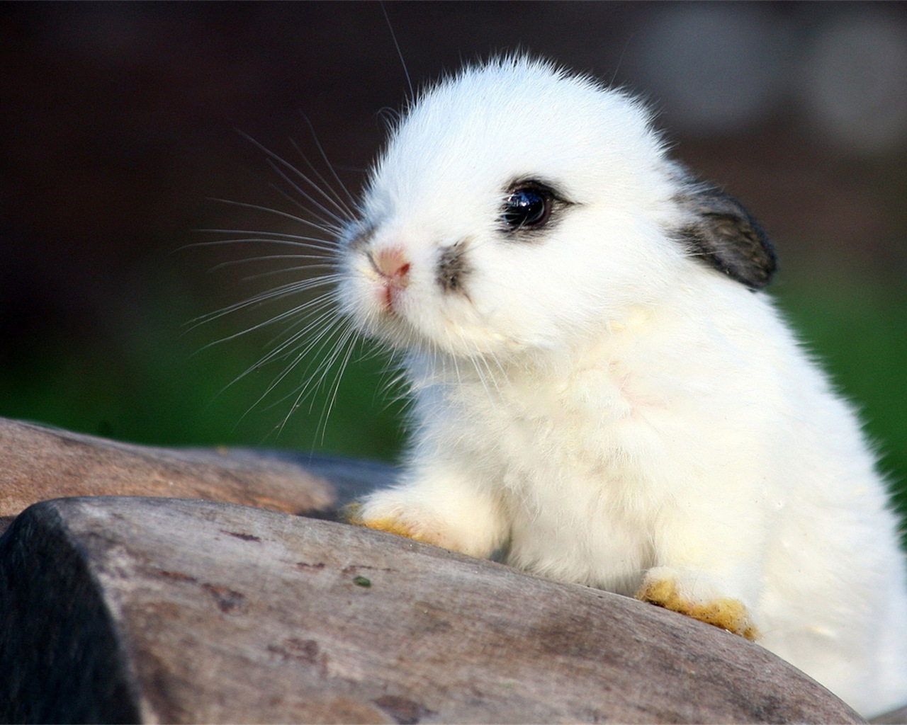 毛茸茸的动物，可爱的兔子 高清壁纸2 - 1280x1024