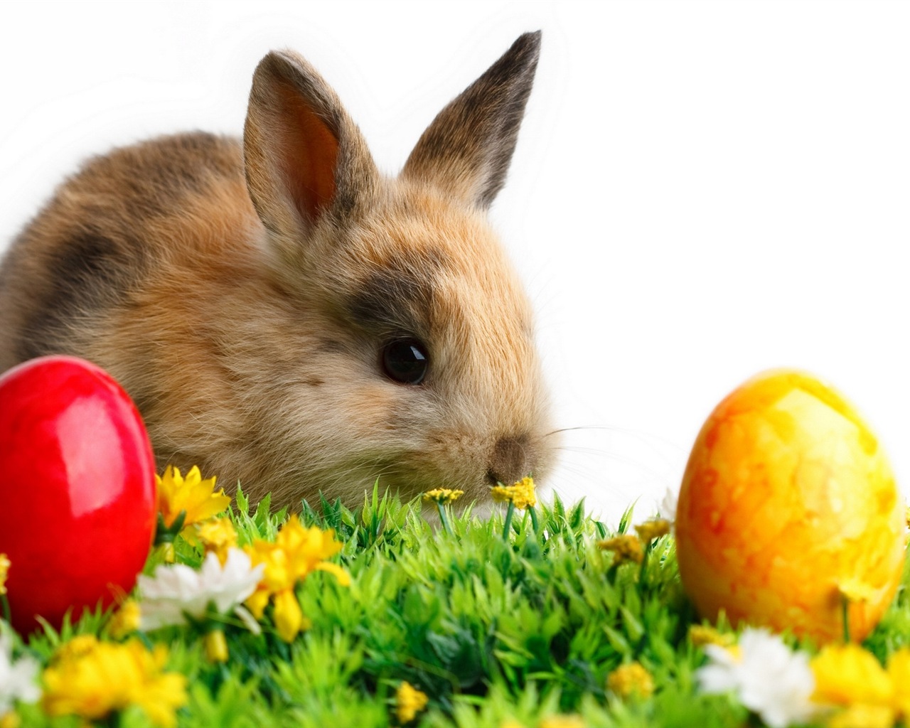 Furry animals, cute bunny HD wallpapers #4 - 1280x1024