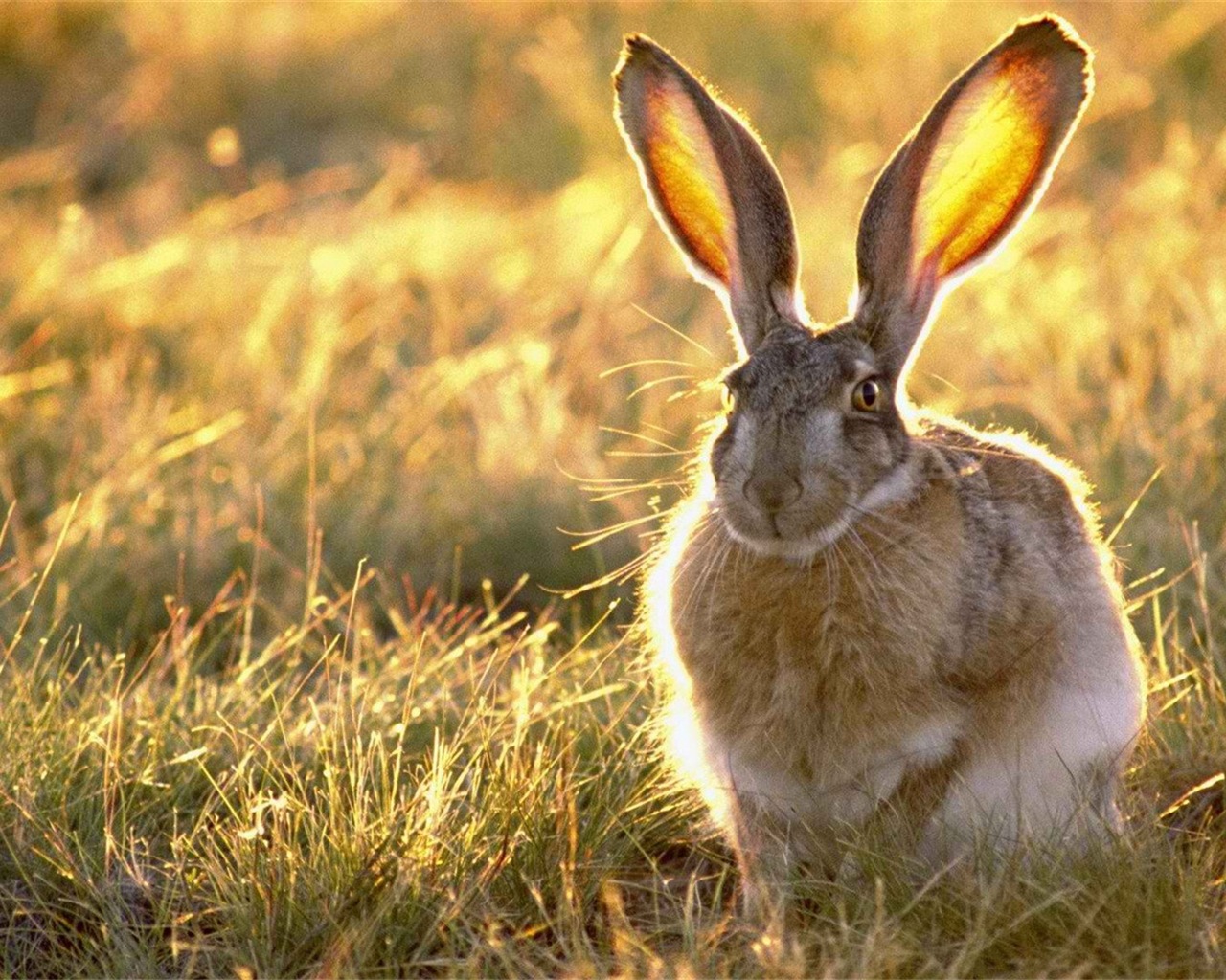 毛茸茸的動物，可愛的兔子 高清壁紙 #5 - 1280x1024