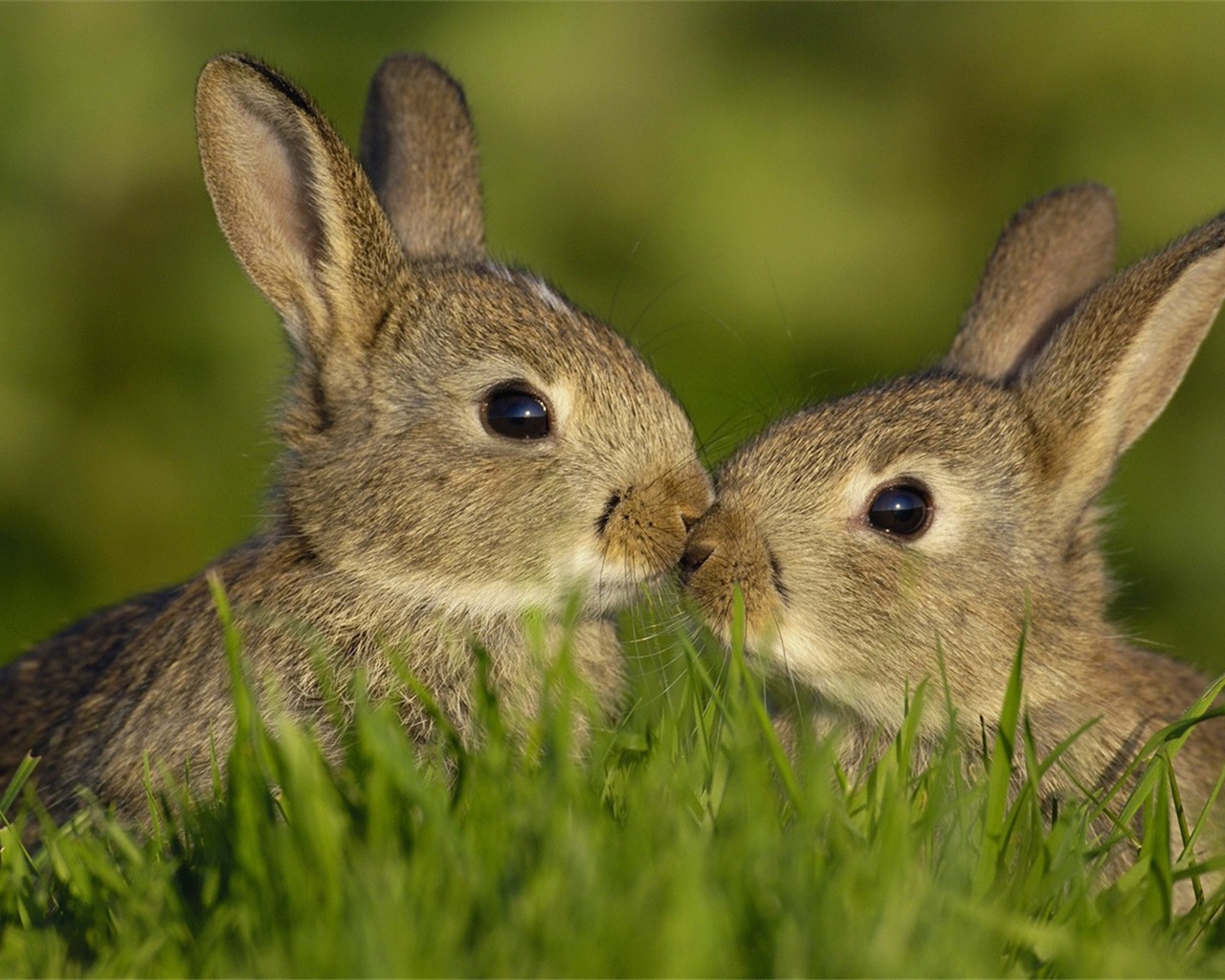 毛茸茸的动物，可爱的兔子 高清壁纸6 - 1280x1024