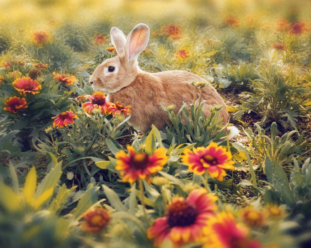 毛茸茸的動物，可愛的兔子 高清壁紙 #9 - 1280x1024