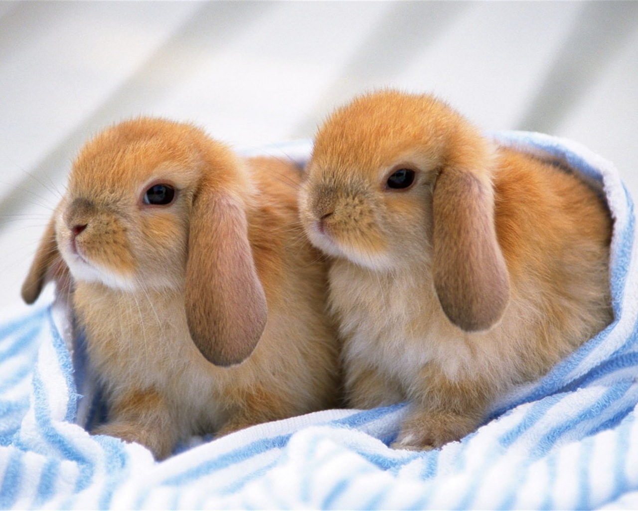 Пушистые животные, милые обои кролик HD #11 - 1280x1024