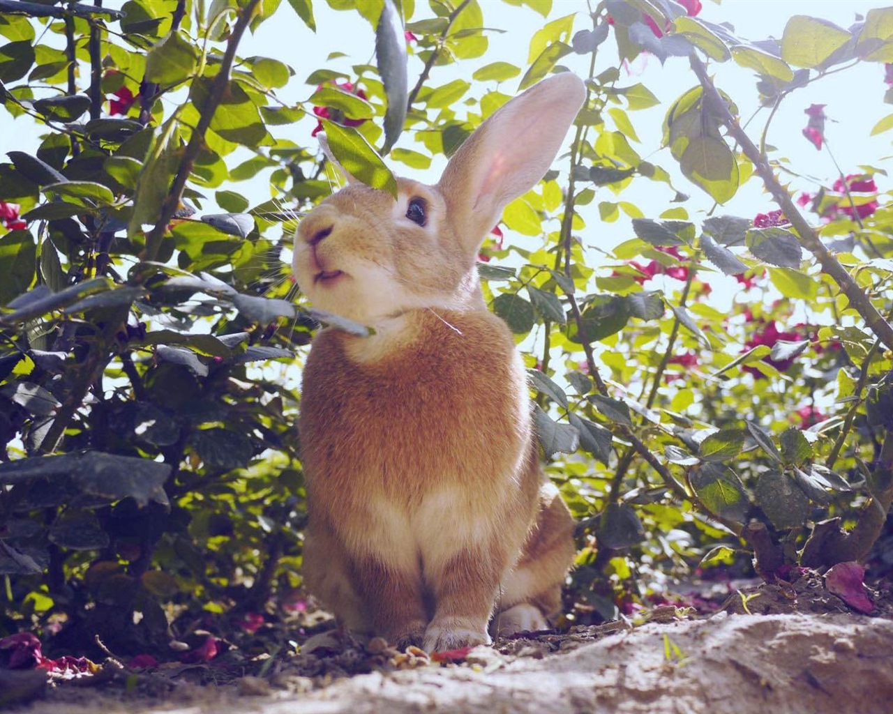 毛茸茸的动物，可爱的兔子 高清壁纸16 - 1280x1024