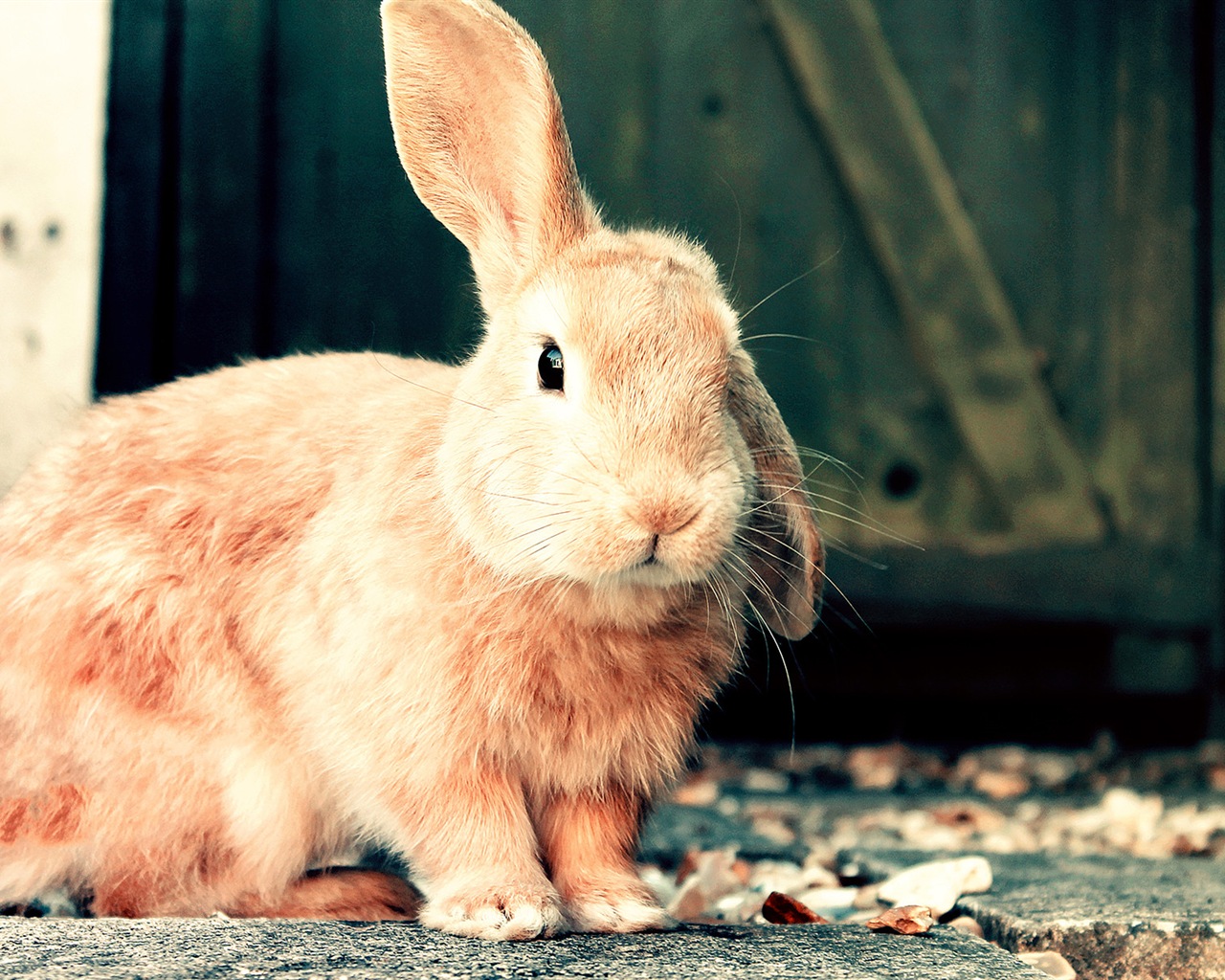 毛茸茸的動物，可愛的兔子 高清壁紙 #17 - 1280x1024