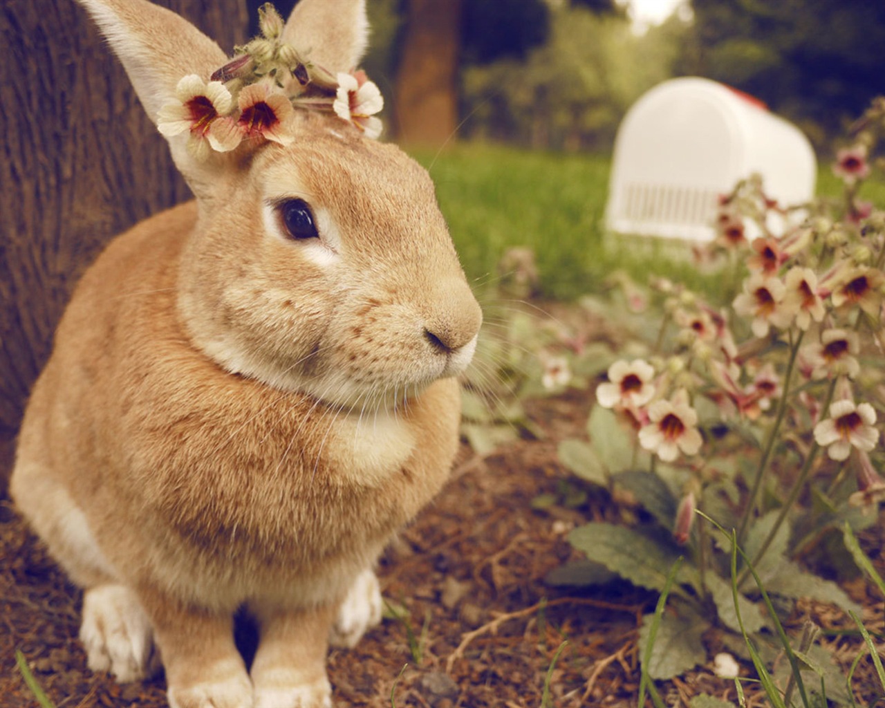 毛茸茸的動物，可愛的兔子 高清壁紙 #18 - 1280x1024