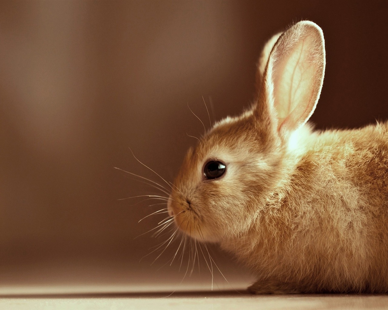 毛茸茸的动物，可爱的兔子 高清壁纸19 - 1280x1024